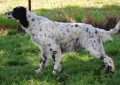 Setter Anglais BISOU DES PICS LUCHONNAIS Setter Anglais BISOU DES PICS LUCHONNAIS